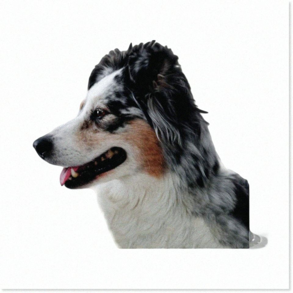 Glass Aussie Paws Patchwork: Vibrant 10x10-Inch Australian Shepherd Quilt Square